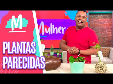 Conheça plantas com folhas parecidas - Mulheres (02/06/21)