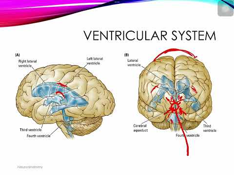 Introduction to Neuroscience: Neuroanatomy