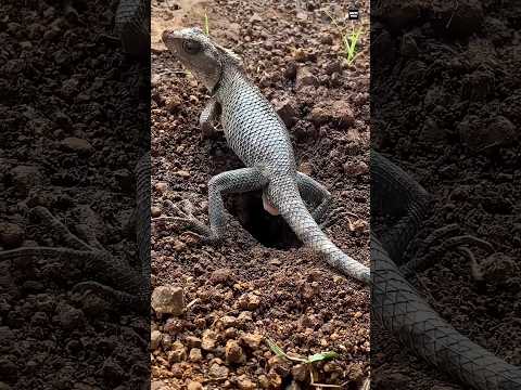 Why Pet Lizards Lay Eggs This Way🦎