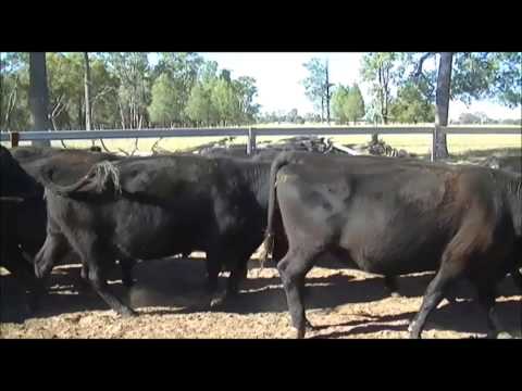 Sandon Glenoch Angus: PTIC Cows for Sale, AuctionsPlus 22/05/15 (1)