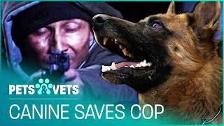 Heroic German Shepherd Protects Owner From Gunman | Pet Heroes | Pets & Vets