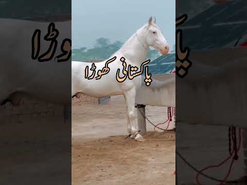 Pakistani horse in world famous#shorts #tranding #pakistan #viralvideo
