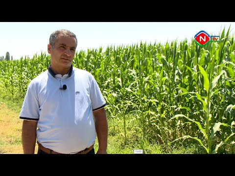 Zəhmətkeş - 12.08.2021