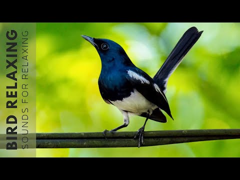 Bird Chirping Sound - 24 Hours of Beautiful Birds (No Music) Relaxing Nature With Birds Singing