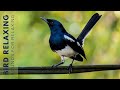 Bird Chirping Sound - 24 Hours of Beautiful Birds (No Music) Relaxing Nature With Birds Singing