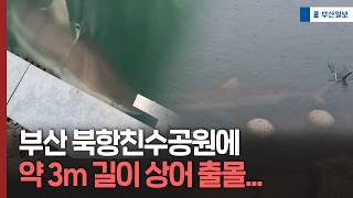 부산 북항친수공원에 약 3m 길이 상어 출몰... 해경출동