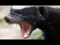 Badger Sounds - Noises