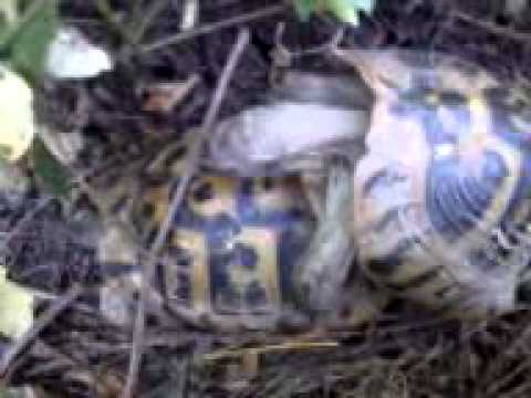 Jepi o Breshk se t'ka ardh dita