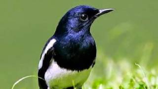 Download lagu SUARA BURUNG KACER MP3 TERBARU MERDU mp3