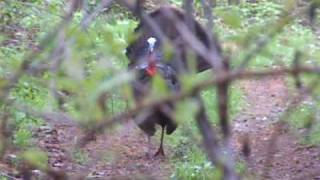 preview picture of video 'West Virginia Turkey Hunt'