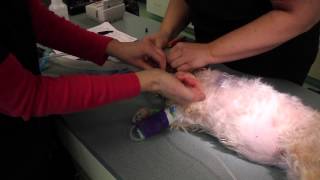 preview picture of video 'Ballston Spa Veterinary Clinic - Cruciate Ligament Surgery Video - BSVC'