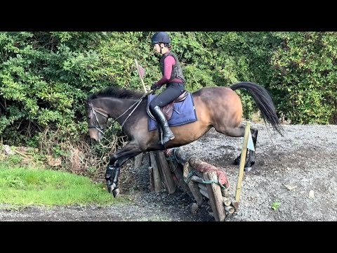 15.2 4yo gelding - Image 2