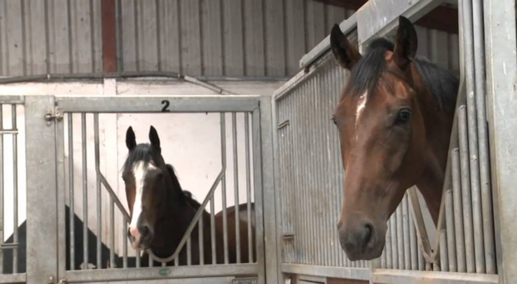 Racing Explained - What Makes a Good Racehorse?