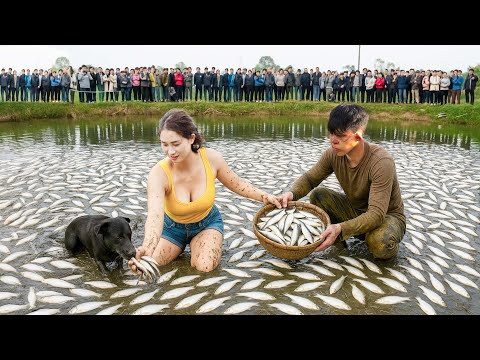 Harvesting millions of anchovies – A rare sight in life that makes everyone curious