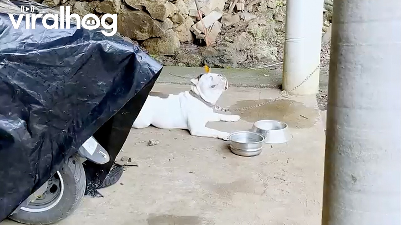 Butterfly Lands on Dog's Head || ViralHog