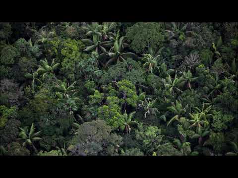 Narcos (Prologue) | 1 Hour Rainforest Ambiance