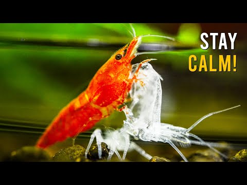 Your Aquarium Shrimp Is About To MOLT—Here’s What Happens Next!