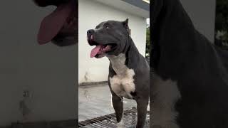 Big Pitbull Dog Gurad our Home 🏡  #pitbull #dog #dogs #new #trending