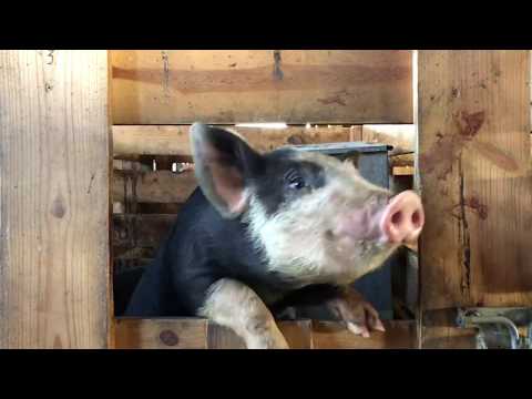 If You Give a Pig a Donut