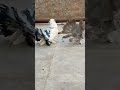 fancy pigeons video 😘🕊️ masakali kabutar video Indian fantail fancy pigeon video #lakkhakabutar