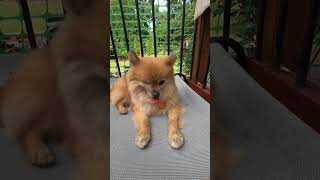 Video preview image #1 Pomeranian Puppy For Sale in Arlington, VA, USA