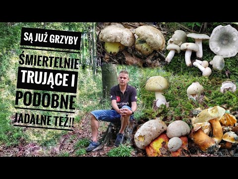 Be careful – these mushrooms are already growing, deadly poisonous! There are also similar edible...