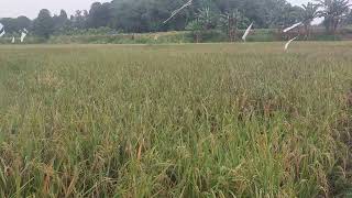 Download lagu Sawah yang indah dengan suara alam mp3
