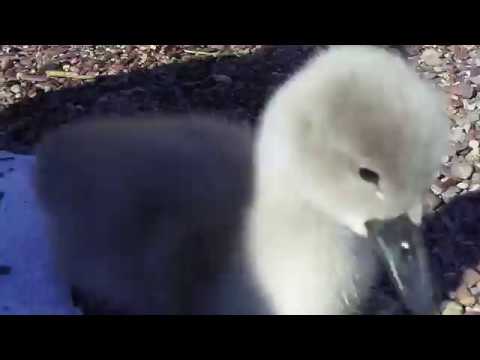 Neugierige Schwänchen - total zutraulich