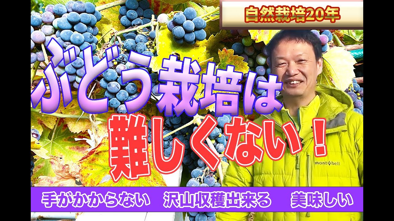 無剪定の自然栽培ぶどうが10倍実る理由