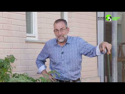Volker Kugels Tomaten-Tipps: So gelingt die Ernte!