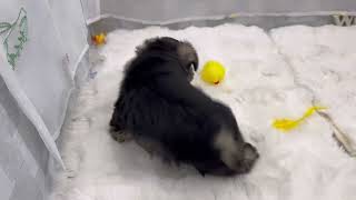 ミニチュアシュナウザーの動画01