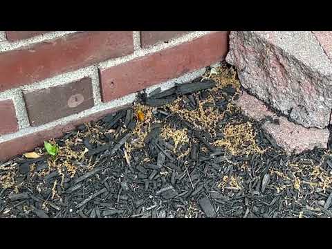 Yellow Jacket Queen Starting a Nest in Montgomery, NJ