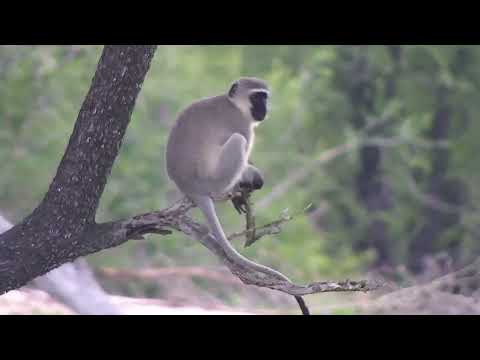Djuma: Vervet Monkey in tree - 06:44 - 11/08/2022