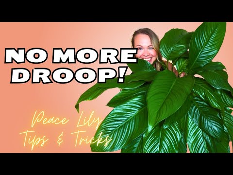 9 PEACE LILY Care Tips you NEED to Know 🌱