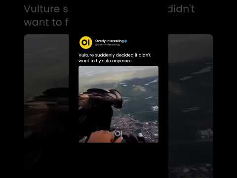 Vulture wants to be first on the scene when the guy crashes #interesting #explore #wow #nature