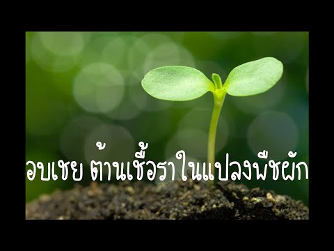 งวงช้างความอ่อนแอ Magne 6 แรง