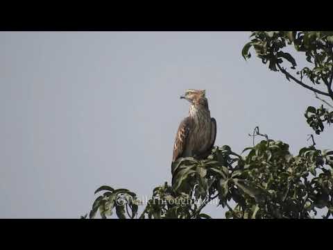 Oriental honey buzzard - Pernis ptilorhynchus