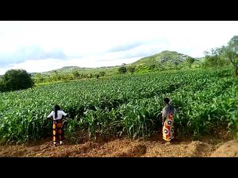 A Tiyeni trained farmer field in Malawi