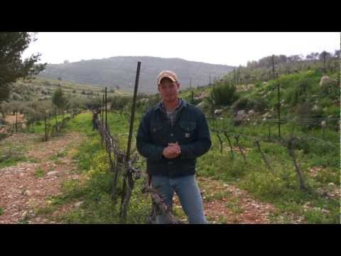 Pruning Update Wrap up Report | HaYovel Pruning 2013