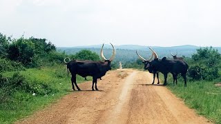 Safari Lake Mburo National Park, Uganda Episode 216