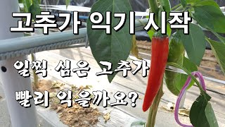 고추가 익기 시작-과연 일찍 심은 고추가 빨리 익을까요?