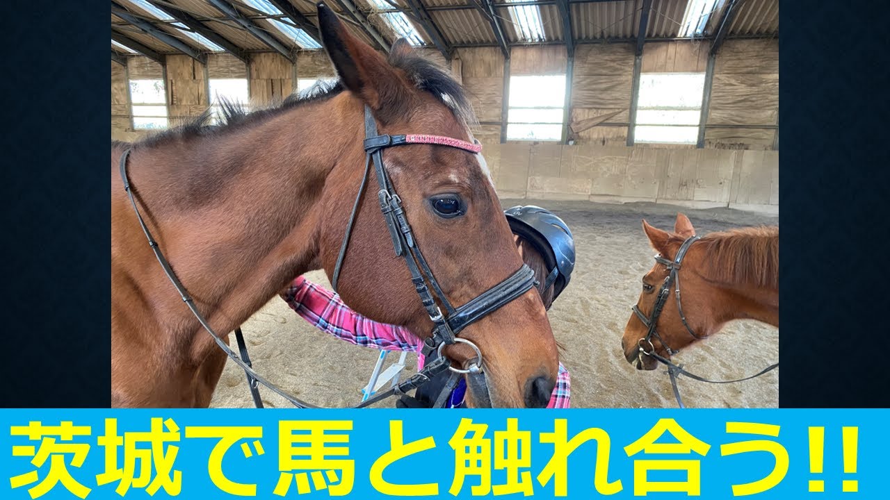 【1分で】乗馬体験や馬との触れ合いが楽しめるエルミオーレ茨城へ行ってきた