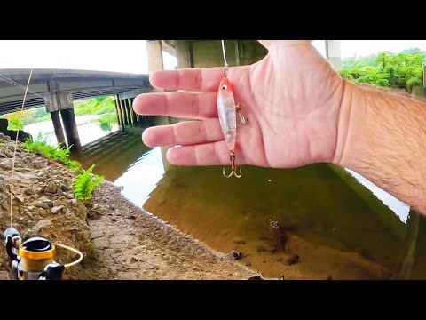 PESCA DE ROBALOS COM ISCA ARTIFICIAL DE SUPERFÍCIE, MEIA ÁGUA E FUNDO - MUITA AÇÃO EMBAIXO DA PONTE