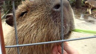 preview picture of video 'マッサージでうっとりのカピバラさん[Capybara]'