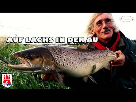 FOR SALMON IN THE AU