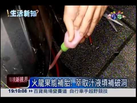 火龍果能補胎! 萃取汁液填補破洞