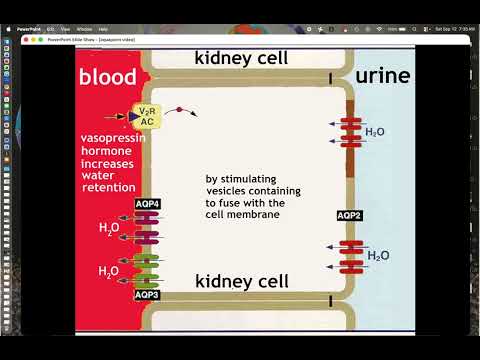 BIO105 Introductory Biology, Aquaporin video, David Champlin, USM