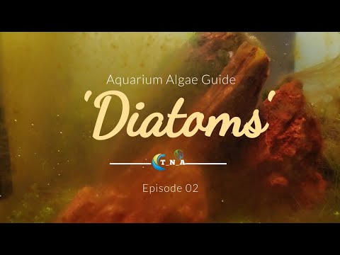 Aquarium Algae Guide | Episode 02. Diatoms | Nano tank maintenance guide