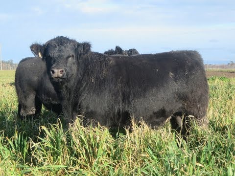 Cabaña San Roman - Rauch - Toros Remate 27/09/2018