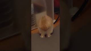 うさぎの顔洗い